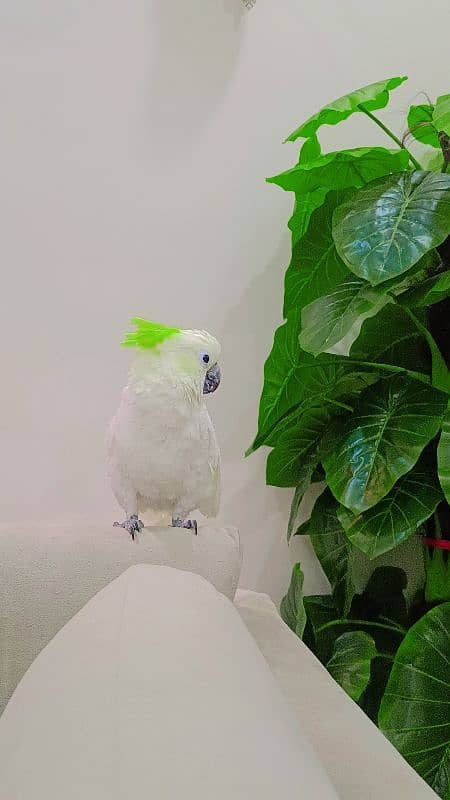 Hybrid Cockatoo 5