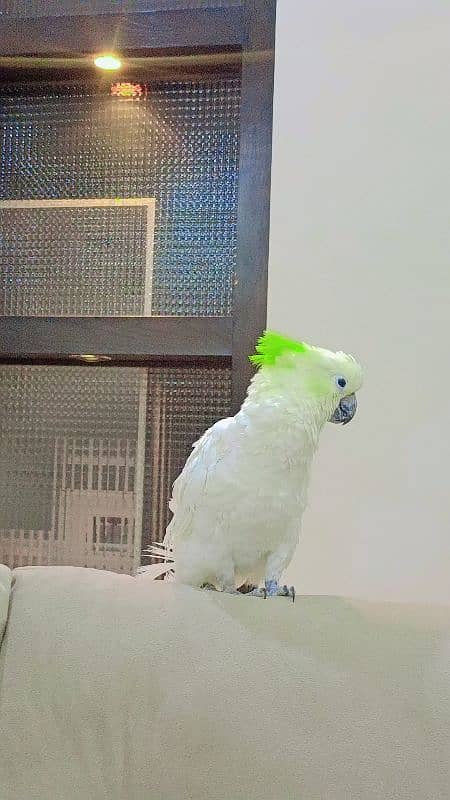 Hybrid Cockatoo 6