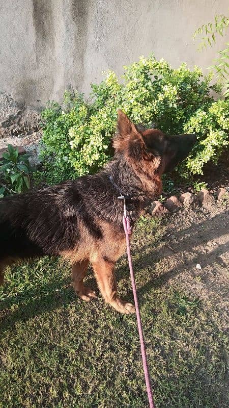 German shepherd for sale 1