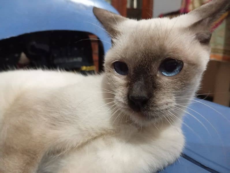 birman female cat for sale 0