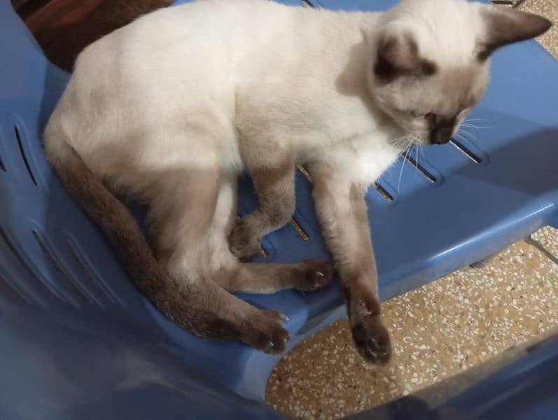 birman female cat for sale 1