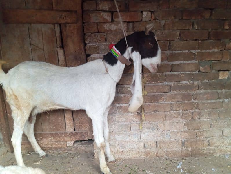 Gulabi goat for sale 0