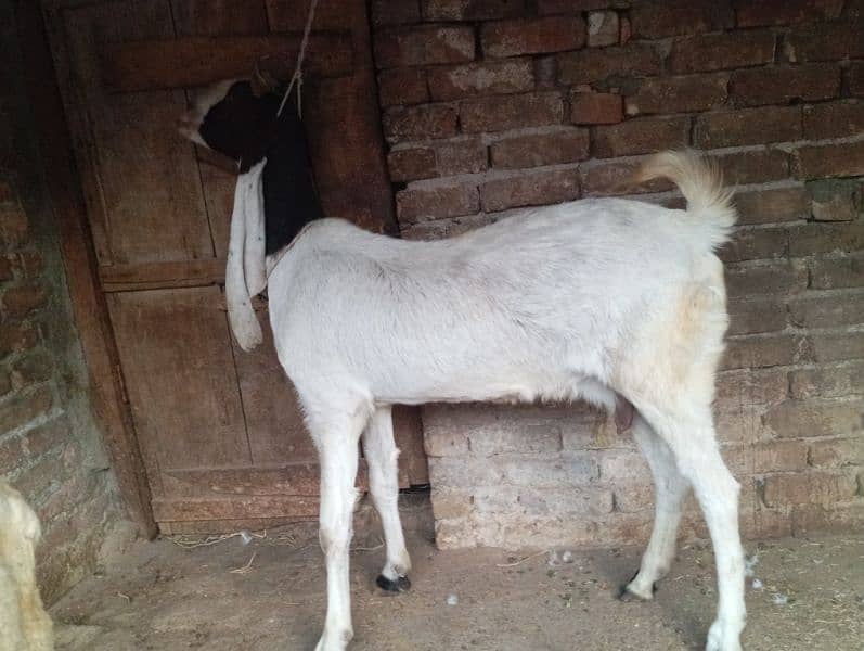 Gulabi goat for sale 1