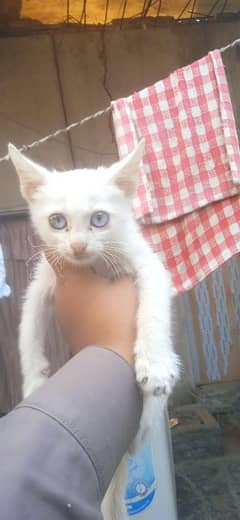 Persian kittens pair for sale wtsapp 0302/62/46/252