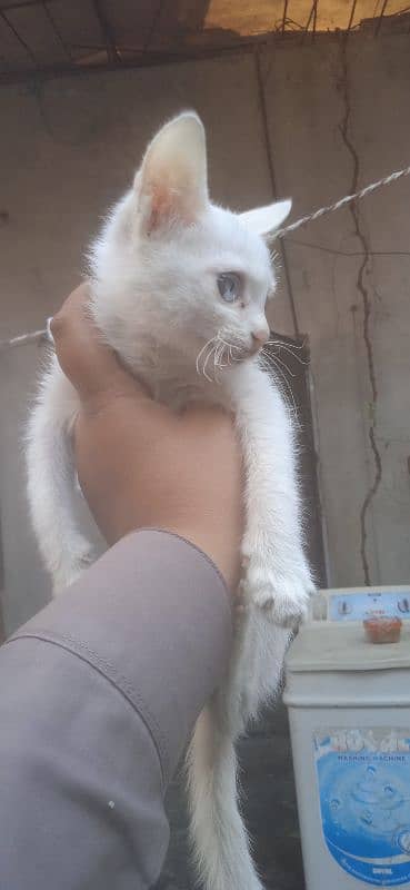 Persian kittens pair for sale wtsapp 0302/62/46/252 3