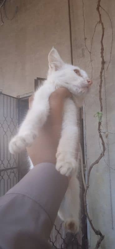 Persian kittens pair for sale wtsapp 0302/62/46/252 5