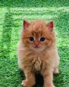 PERSIAN KITTEN | KITTEN FOR SALE | CAT | FLUFFY CAT | 03287625932