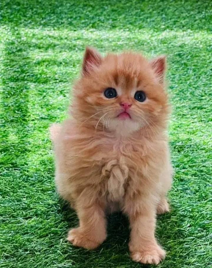 PERSIAN KITTEN | KITTEN FOR SALE | CAT | FLUFFY CAT | 03287625932 1