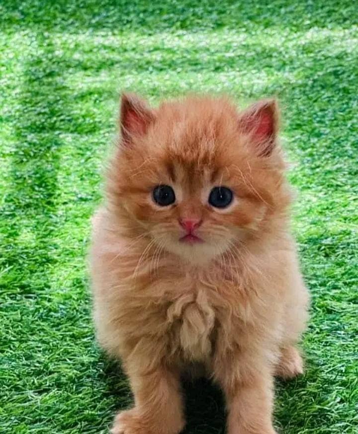 PERSIAN KITTEN | KITTEN FOR SALE | CAT | FLUFFY CAT | 03287625932 2