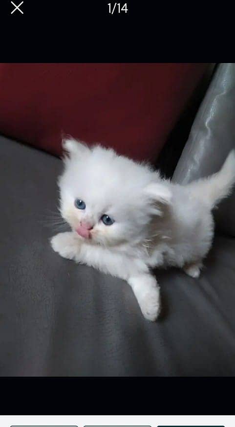 PERSIAN KITTEN | KITTEN FOR SALE | CAT | FLUFFY CAT | 03287625932 3