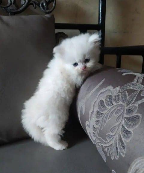 PERSIAN KITTEN | KITTEN FOR SALE | CAT | FLUFFY CAT | 03287625932 4