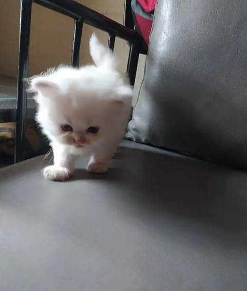 PERSIAN KITTEN | KITTEN FOR SALE | CAT | FLUFFY CAT | 03287625932 7