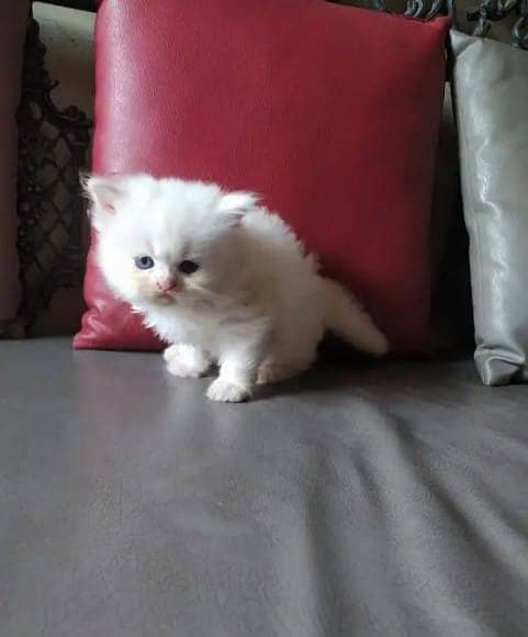 PERSIAN KITTEN | KITTEN FOR SALE | CAT | FLUFFY CAT | 03287625932 8