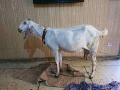 Bakri For sale