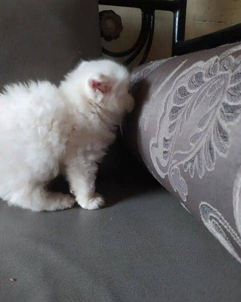 PERSIAN KITTEN | KITTEN FOR SALE | CAT | FLUFFY CAT | 03287625932 5