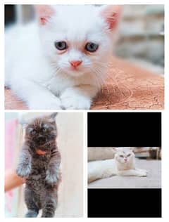 sweet and beautiful  cats. Age 2 month. contact no  03318386875