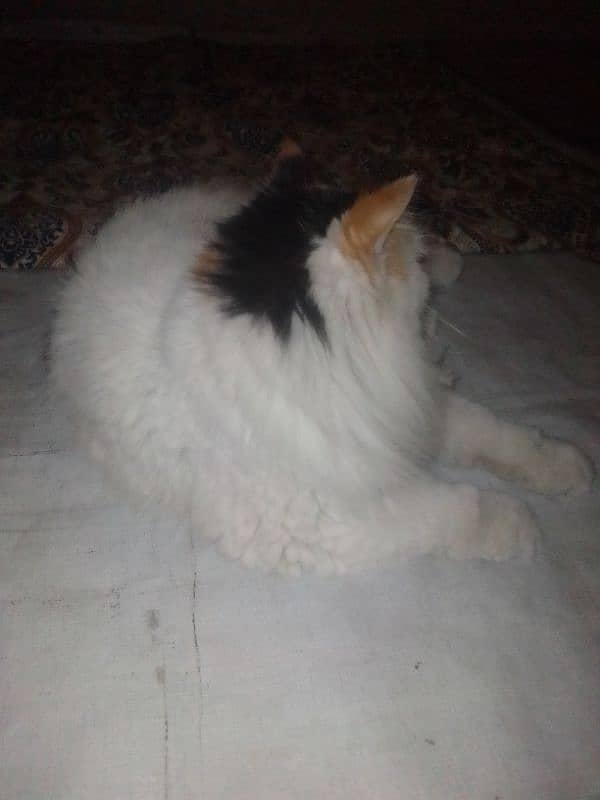 Persian female Cate 2