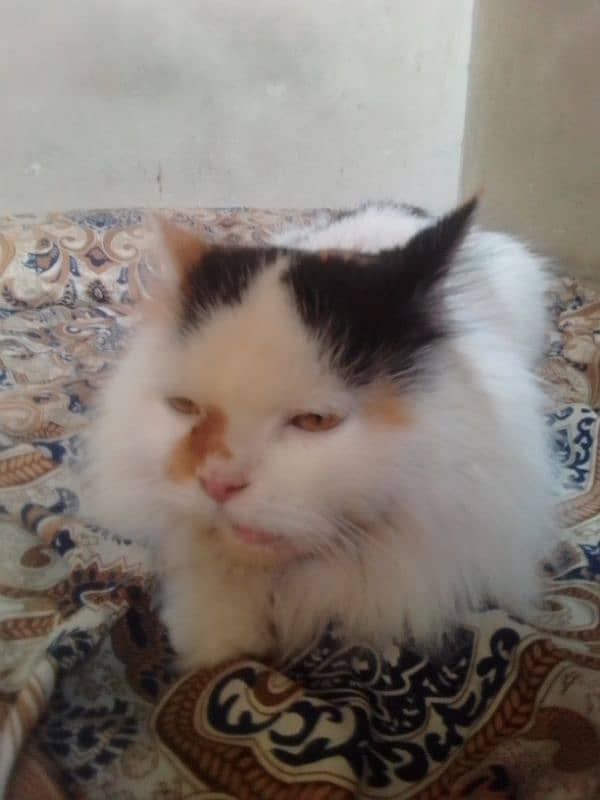 Persian female Cate 3