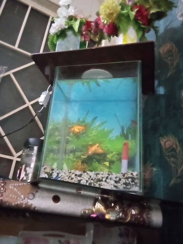 fish aquarium with 4 fish for sale 0