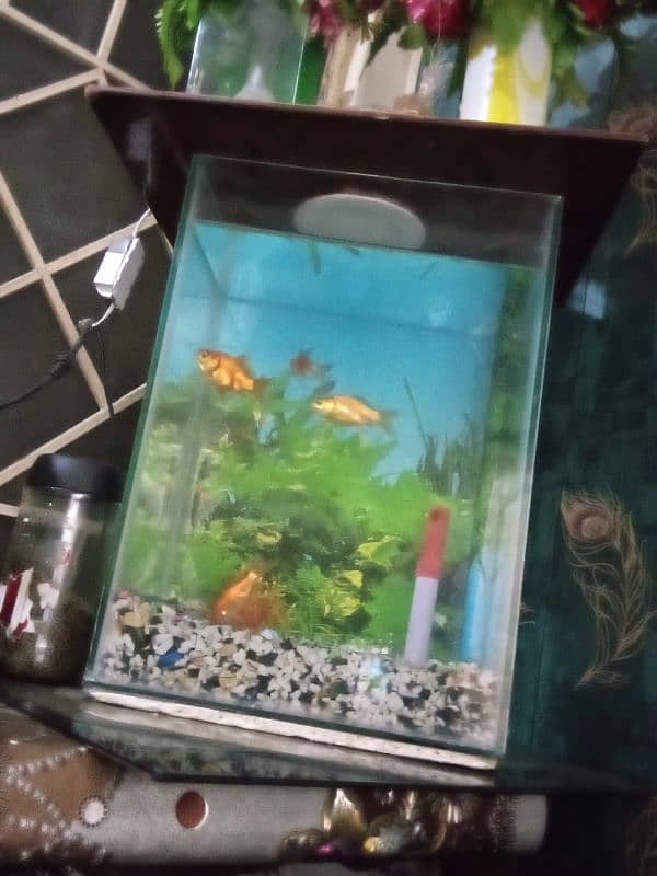 fish aquarium with 4 fish for sale 1