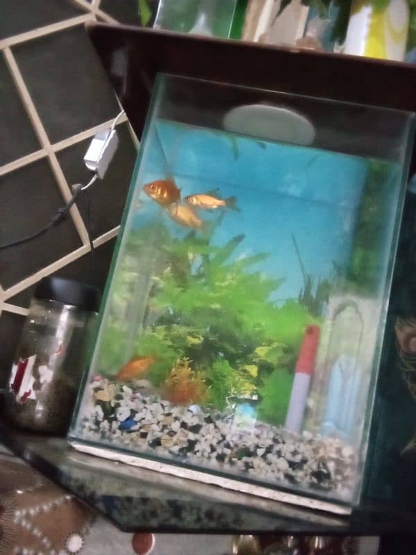 fish aquarium with 4 fish for sale 2