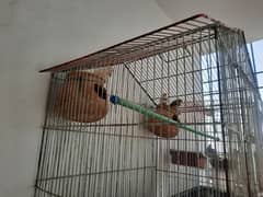 Finches for Sale with Cage