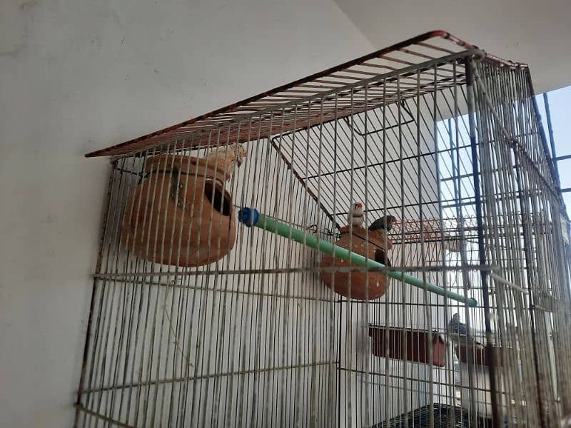 Finches for Sale with Cage 0