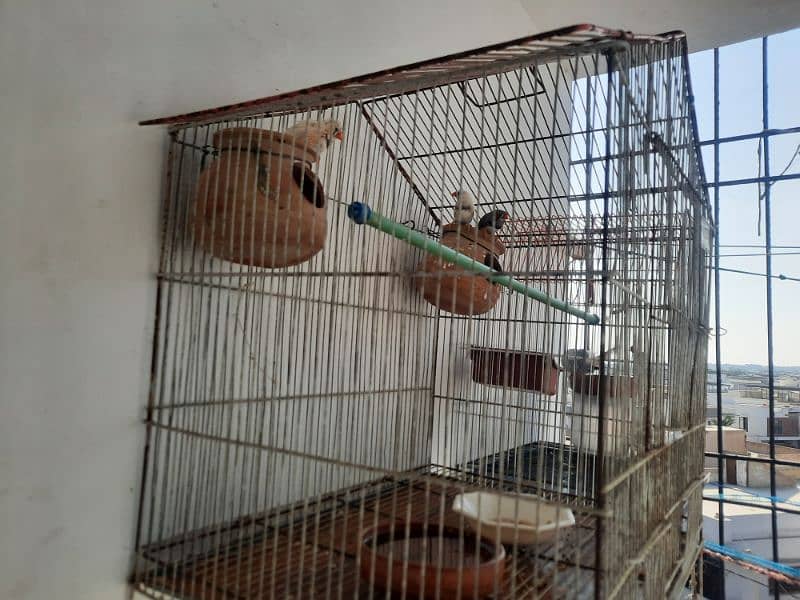 Finches for Sale with Cage 1