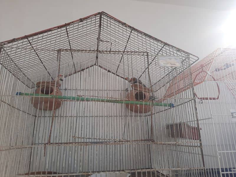 Finches for Sale with Cage 2