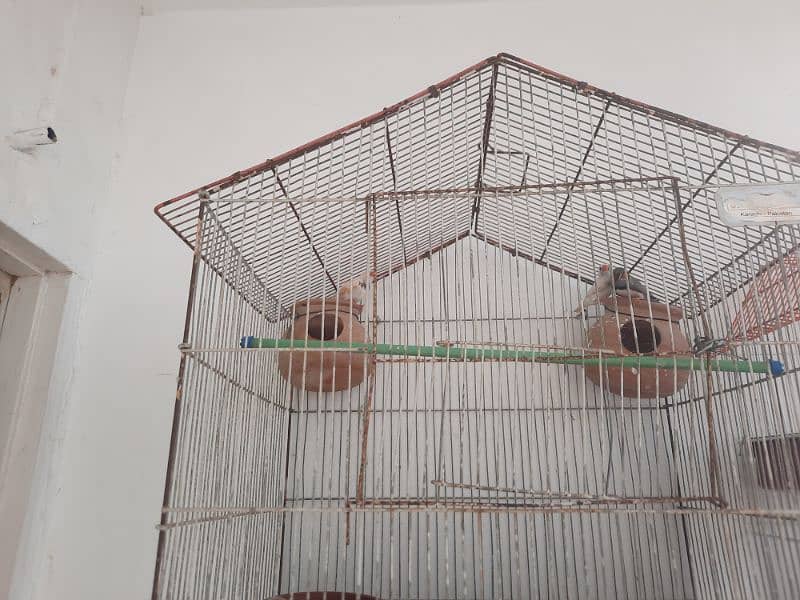 Finches for Sale with Cage 3