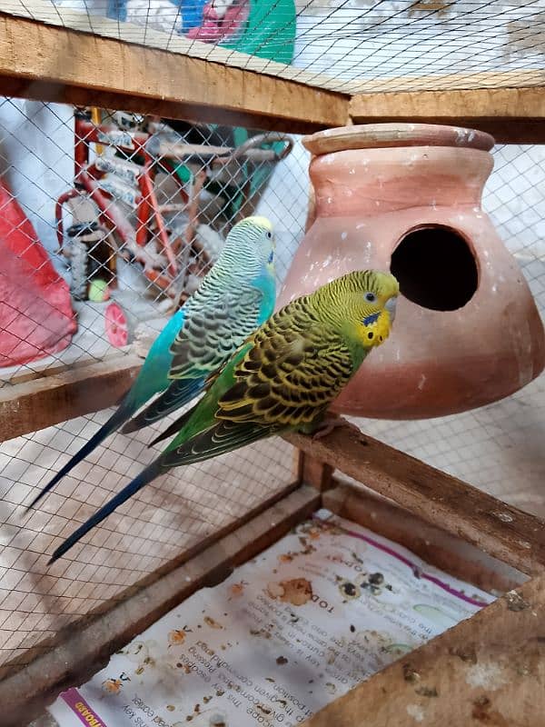 1 Australian breeder parrots pair with cage for sale 0