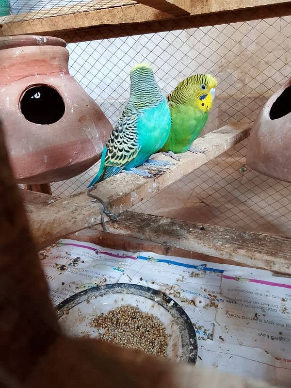 1 Australian breeder parrots pair with cage for sale 3