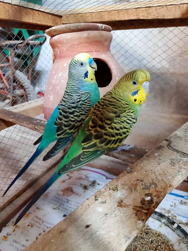 1 Australian breeder parrots pair with cage for sale 6