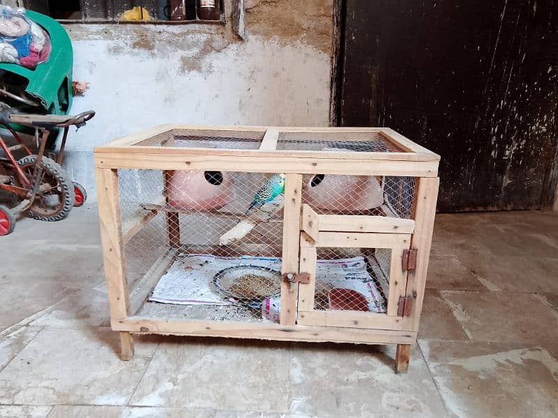 1 Australian breeder parrots pair with cage for sale 7