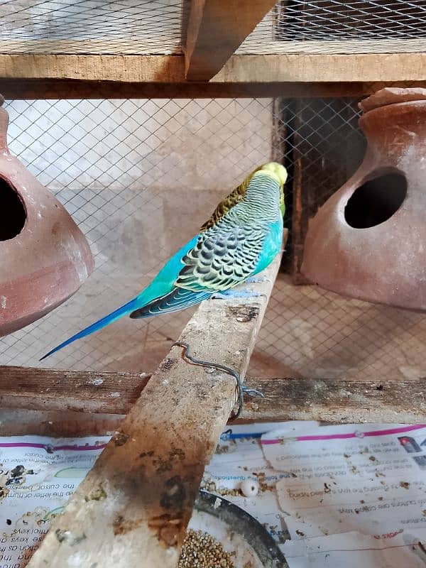 1 Australian breeder parrots pair with cage for sale 8