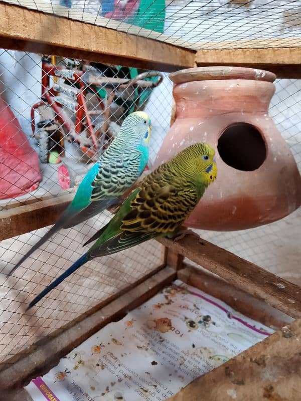 1 Australian breeder parrots pair with cage for sale 9