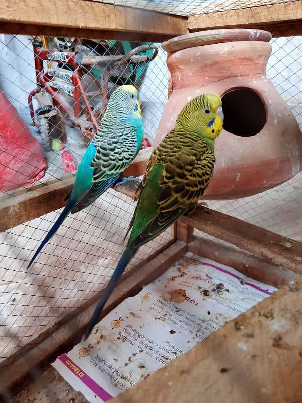 1 Australian breeder parrots pair with cage for sale 13