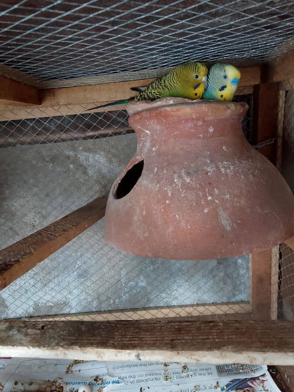 1 Australian breeder parrots pair with cage for sale 5