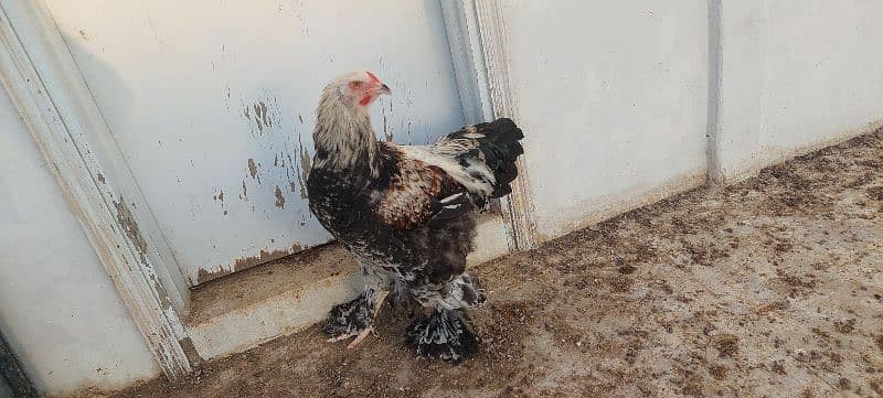 brahma hen available 0