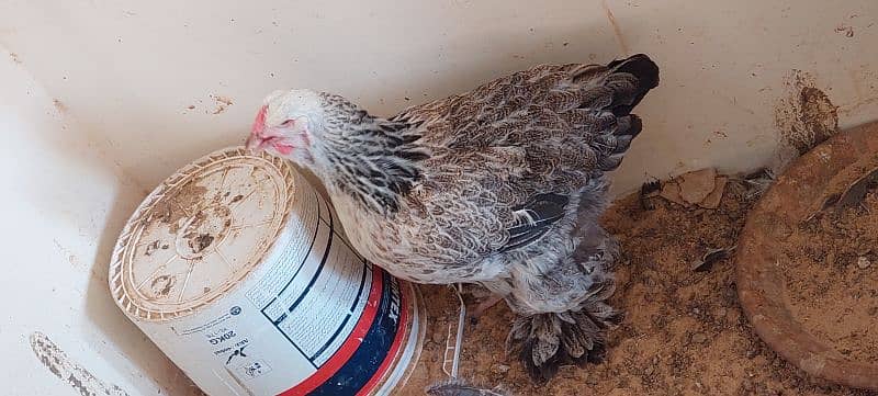 brahma hen available 1