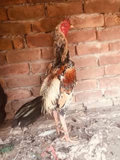 Shamo Aseel For Sale | Shamoo | Aseel | murga | Hen For Sale