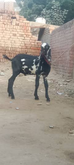 masallah Kala daba Bakra qurbani ka liya