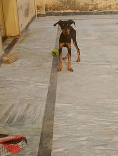 doberman female puppies available