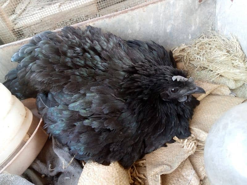 ayam cemani 5 pairs call on 0312 2691239 5