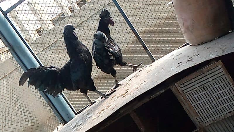 ayam cemani 5 pairs call on 0312 2691239 6