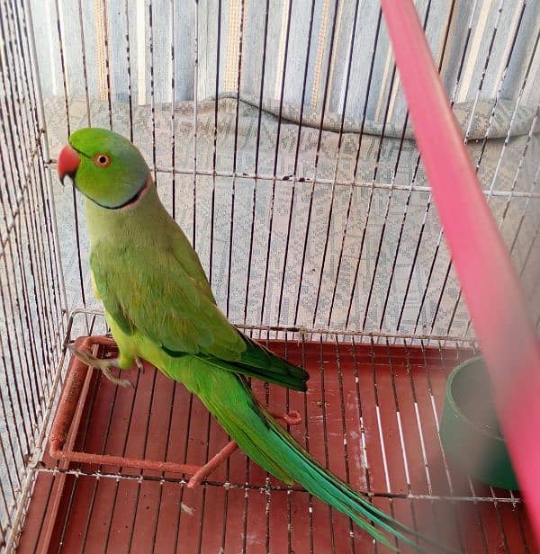 Green Ringneck Male 03462240565 0