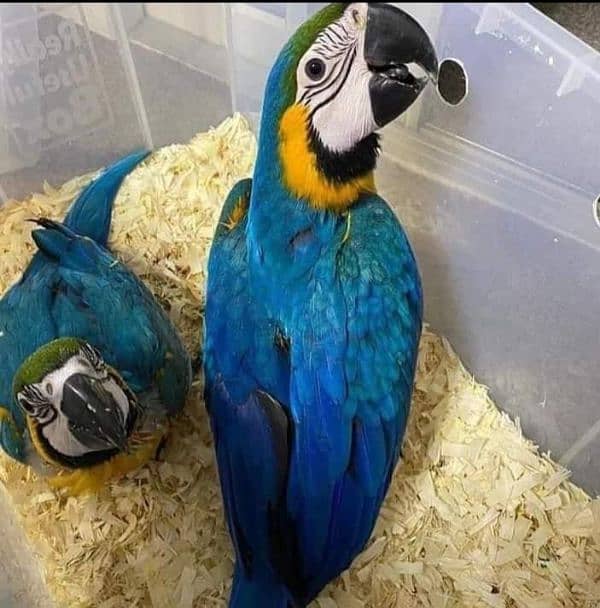 blue macaw parrot chicks for sale good looking 03144646382 0