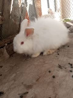 Fancy breeder male rabbit