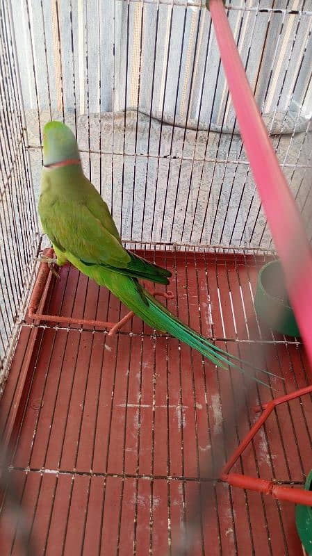 Green Ringneck Male 03462240565 2