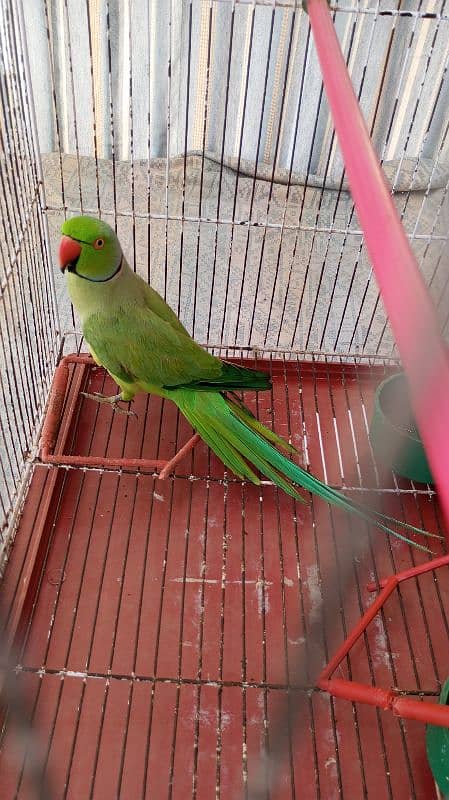 Green Ringneck Male 03462240565 3